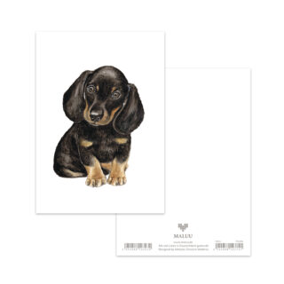 Postkarte Dachshund Puppy